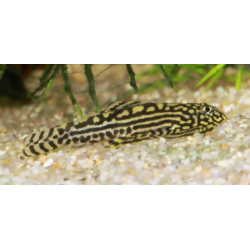 Oscar le poisson animalerie près de Poitiers