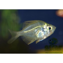 Oscar le poisson animalerie près de Poitiers