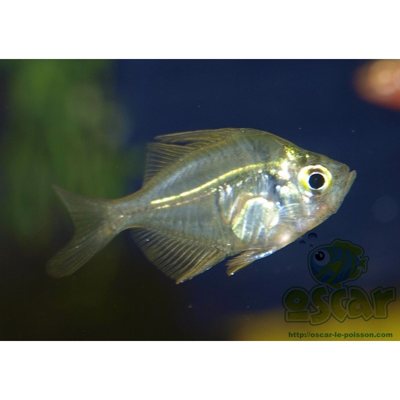 Oscar le poisson animalerie près de Poitiers