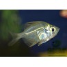 Oscar le poisson animalerie près de Poitiers