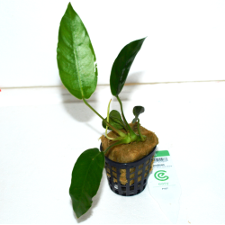 Anubias sp. Short & sharp