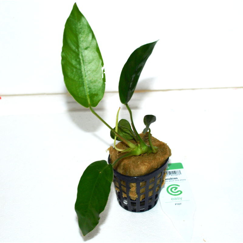 Anubias sp. Short & sharp