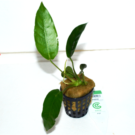 Anubias sp. Short & sharp