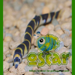 Oscar le poisson animalerie près de Poitiers
