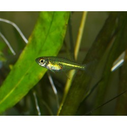 Rasbora émeraude - Microdevario kubotai