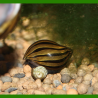 Oscar le poisson animalerie près de Poitiers