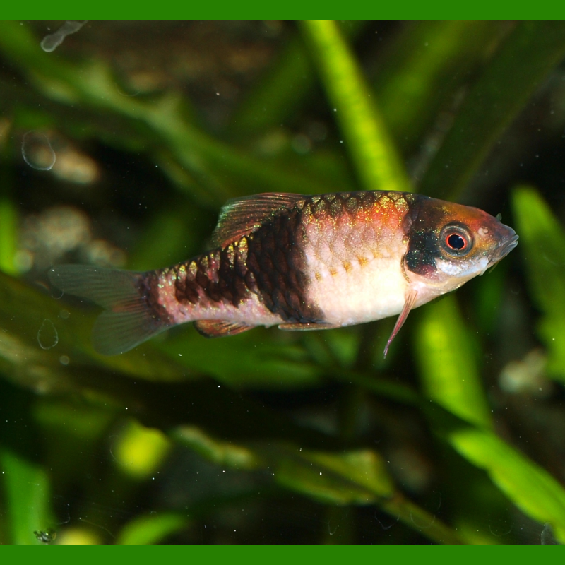 Oscar le poisson animalerie près de Poitiers