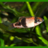 Oscar le poisson animalerie près de Poitiers