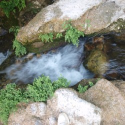 Rhéophile