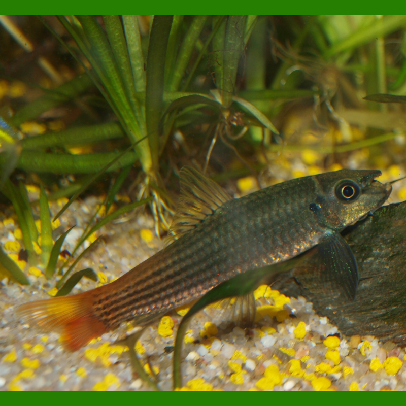 Oscar le poisson animalerie près de Poitiers