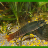 Oscar le poisson animalerie près de Poitiers