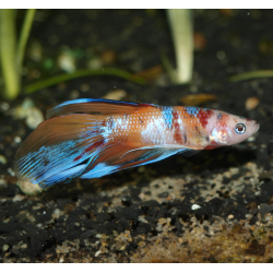 Oscar le poisson animalerie près de Poitiers