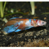 Oscar le poisson animalerie près de Poitiers