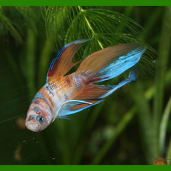 Oscar le poisson animalerie près de Poitiers