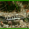 Oscar le poisson animalerie près de Poitiers