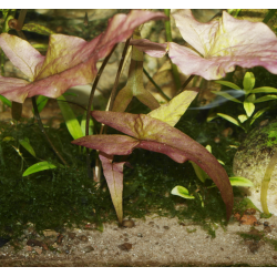 Nénuphar rouge - Lotus rouge - Nymphaea rubra - Animalerie Oscar le poisson