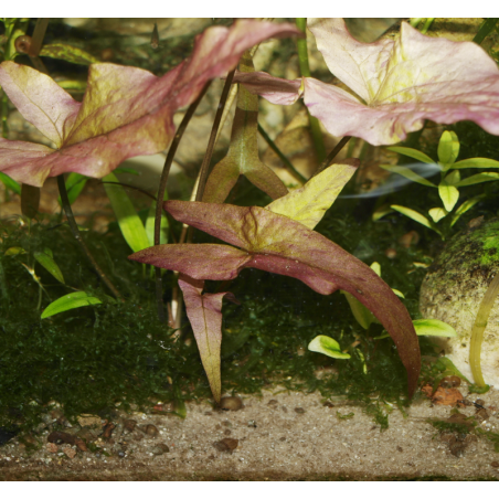 Nénuphar rouge - Lotus rouge - Nymphaea rubra - Animalerie Oscar le poisson