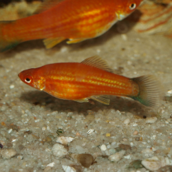 Oscar le poisson animalerie près de Poitiers