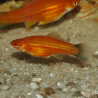 Oscar le poisson animalerie près de Poitiers