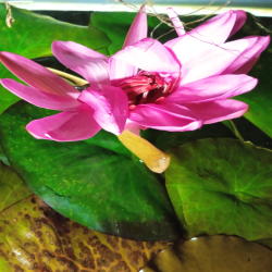 Nénuphar rouge - Lotus rouge - Nymphaea rubra - Animalerie Oscar le poisson