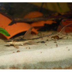 Sturisomatichthys panamensis