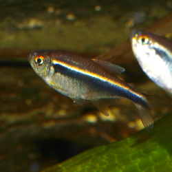 Oscar le poisson animalerie près de Poitiers