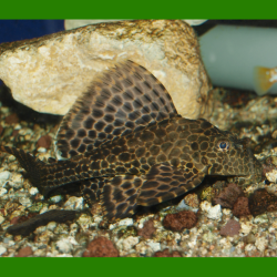 Oscar le poisson animalerie près de Poitiers