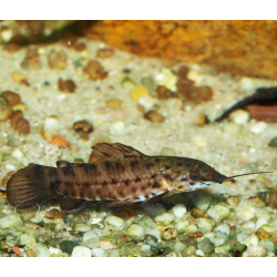 Poisson-chat peint - Megalechis thoracata