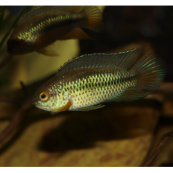 Cichlidé à il doré - Nannacara anomala