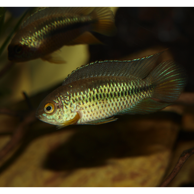 Cichlidé à il doré - Nannacara anomala