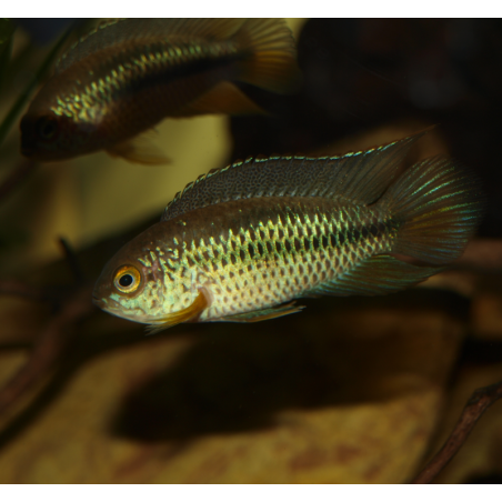 Cichlidé à il doré - Nannacara anomala