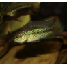 Cichlidé à il doré - Nannacara anomala