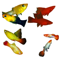 Oscar le poisson animalerie près de Poitiers