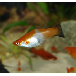 Femelle