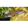 Néon rose - Hemigrammus erythrozonus