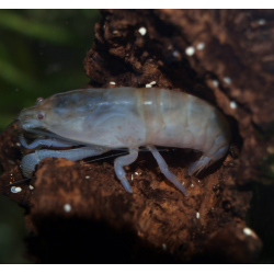 Crevette bleue du Gabon - Atya gabonensis