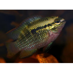 Acara à poitrine rouge - Laetacara dorsigera