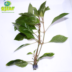 Hygrophile à feuilles de saule - Hygrophila salicifolia - Animalerie