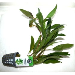 pot 5 cm
