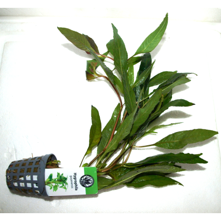 pot 5 cm