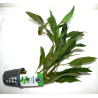 pot 5 cm