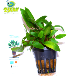 Pot 5 cm