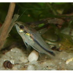 Cory pygmée - Corydoras pygmaeus