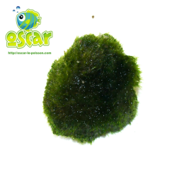 Marimo - Aegagropila brownii - Cladophora aegagropila - Cladophora linnaei
