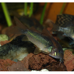 Cory bronze - Corydoras aeneus