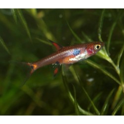 Rasbora nain - Boraras maculatus