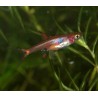 Rasbora nain - Boraras maculatus