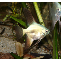 Scalaire bulgarian seal points - Pterophyllum scalare