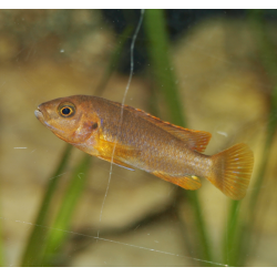 Mbuna lavende - Iodotropheus sprengerae
