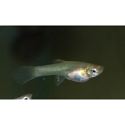 Poecilia wingei Cumana
